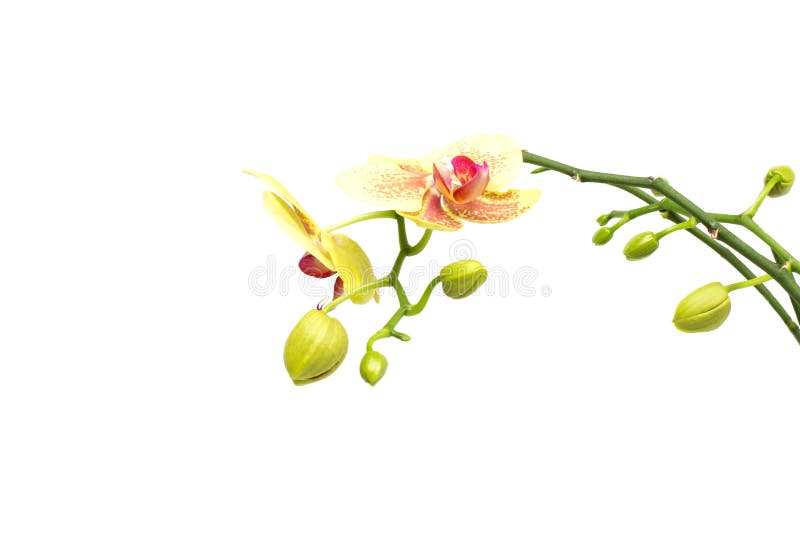 Beautiful branch with buds yellow orchid on a white background, isolate, decoration stock photo