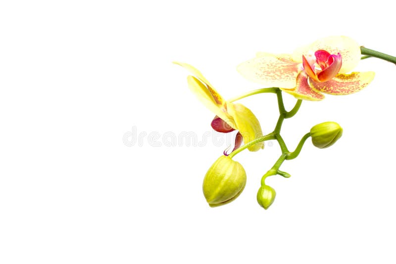 Beautiful branch with buds yellow orchid on a white background, isolate stock photography