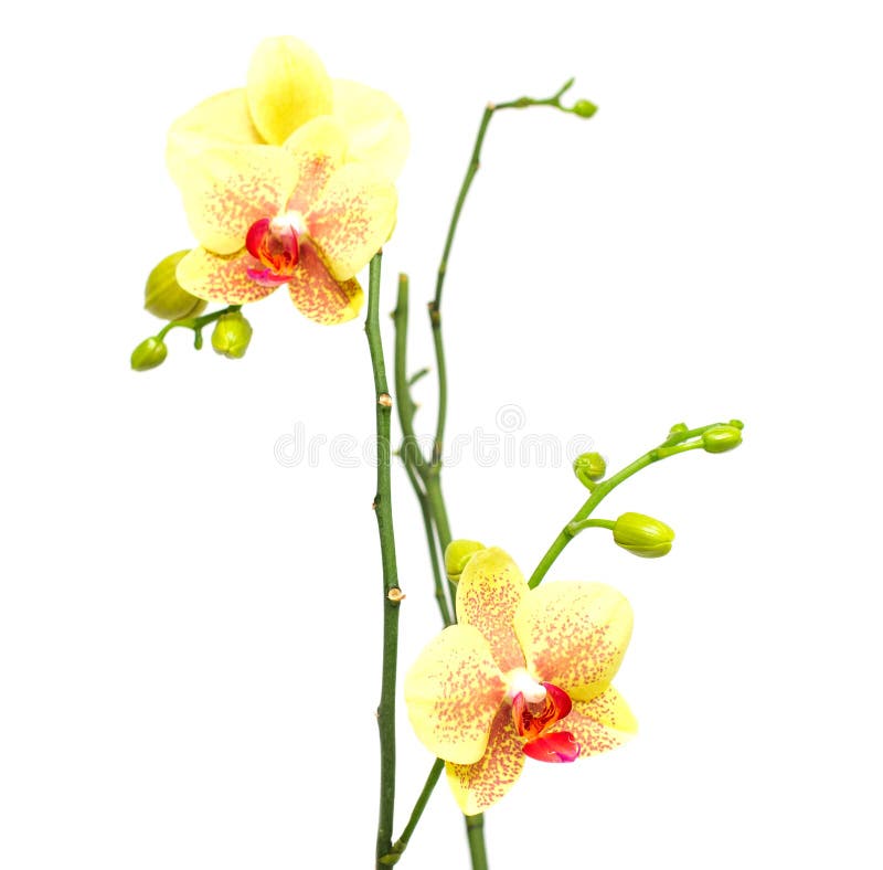 Beautiful branch with buds yellow orchid on a white background, isolate, variegation stock photography