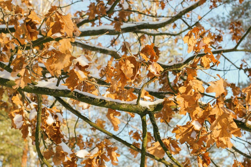 Beautiful branch with orange and yellow leaves in late fall or early winter under first snow. Natural winter background royalty free stock images Beautiful branch with orange and yellow leaves in late fall or early winter under first snow. Natural winter background royalty free stock images