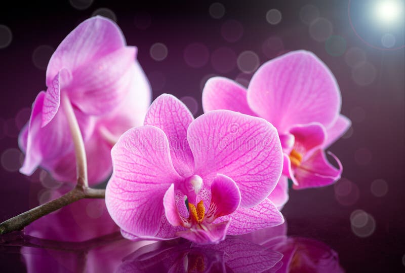 Beautiful branch Phalaenopsis