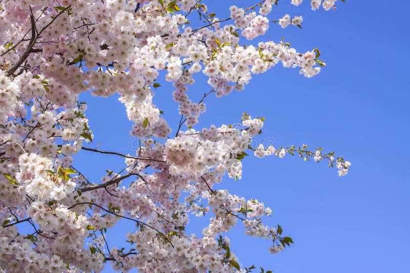 Beautiful Branches Of Pink Cherry Or Sakura Flowers In A Park Spring