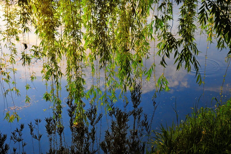 Weeping Willow tree reflecting into the calm water of a river