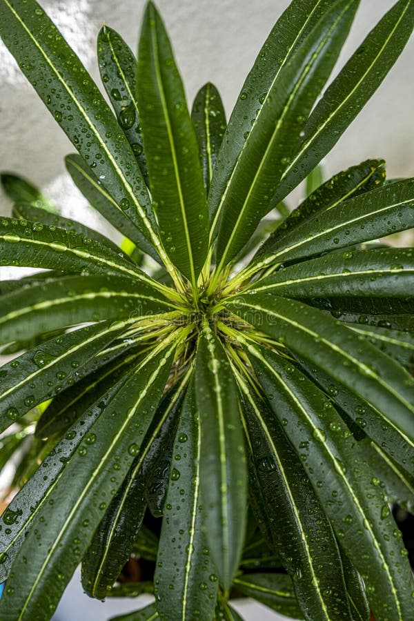 Beautiful Brazil Palm Leaves with Water Drops Stock Photo Image of