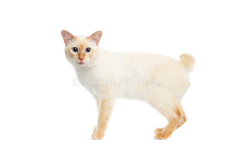 Beautiful breed Mekong Bobtail Cat Isolated White Background