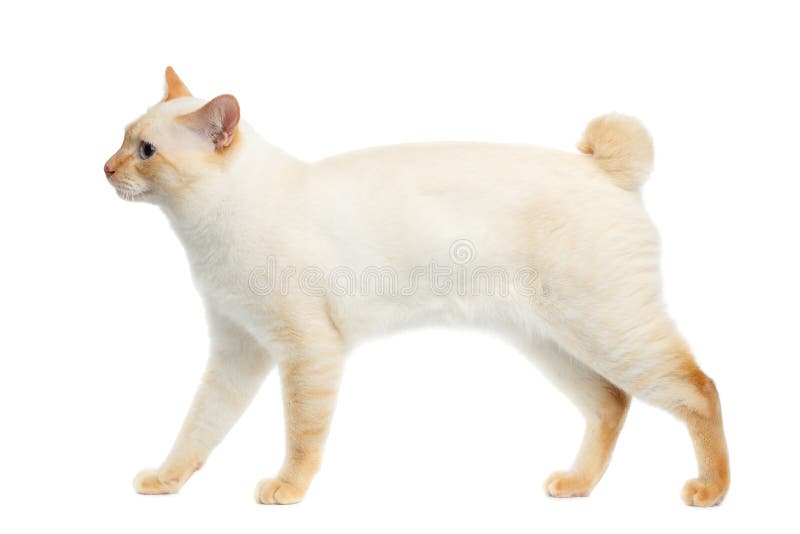 Beautiful breed Mekong Bobtail Cat Isolated White Background