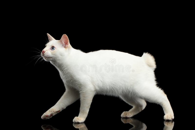 Beautiful Breed Without Tail Mekong Bobtail Cat Isolated Black