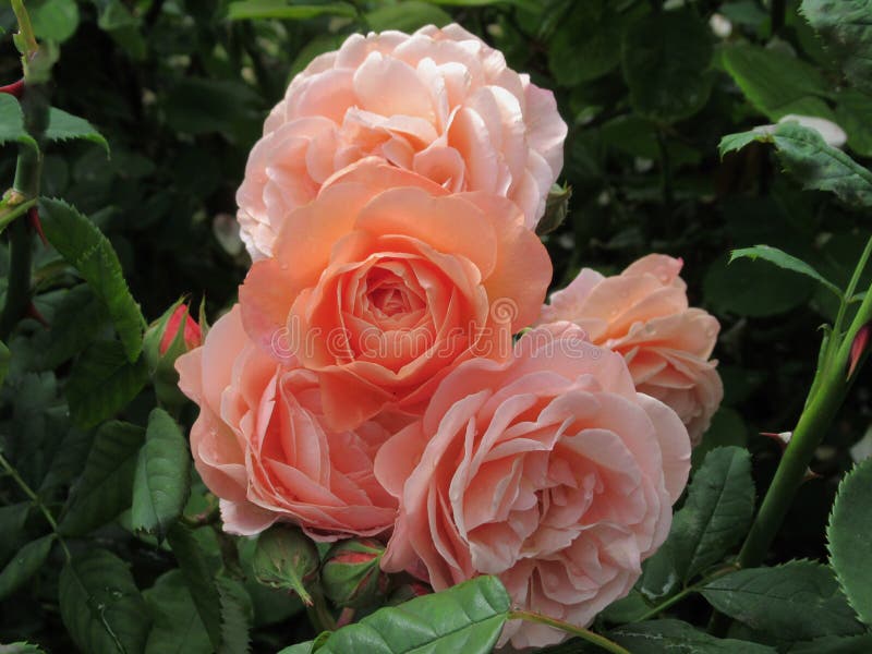 Beautiful Light Orange Rose Stock Photo - Image of flower, romance ...