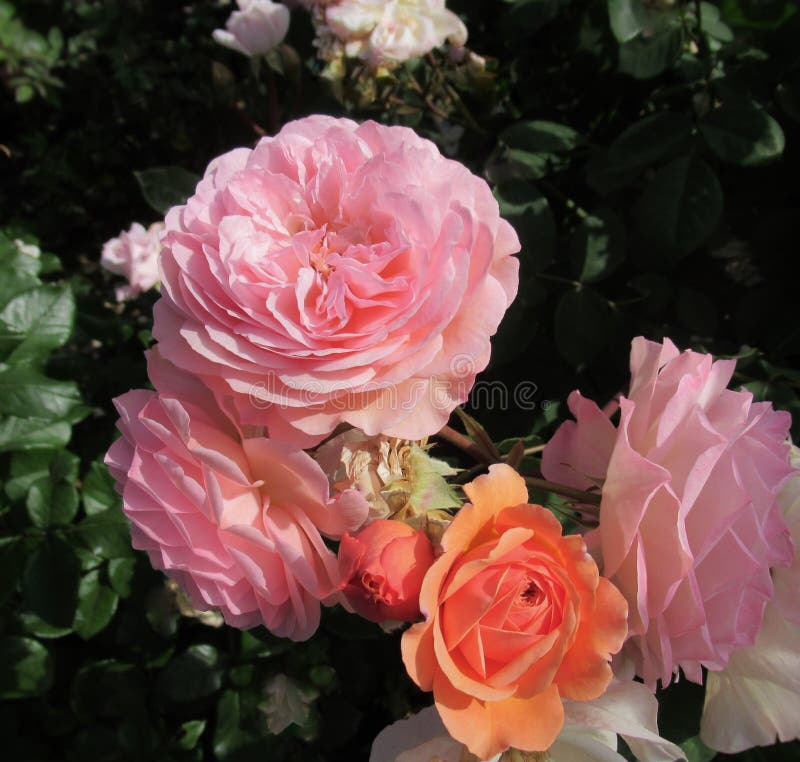 Beautiful Bright Closeup Pink Orange English Roses Rosa Leander Blooming In Summer