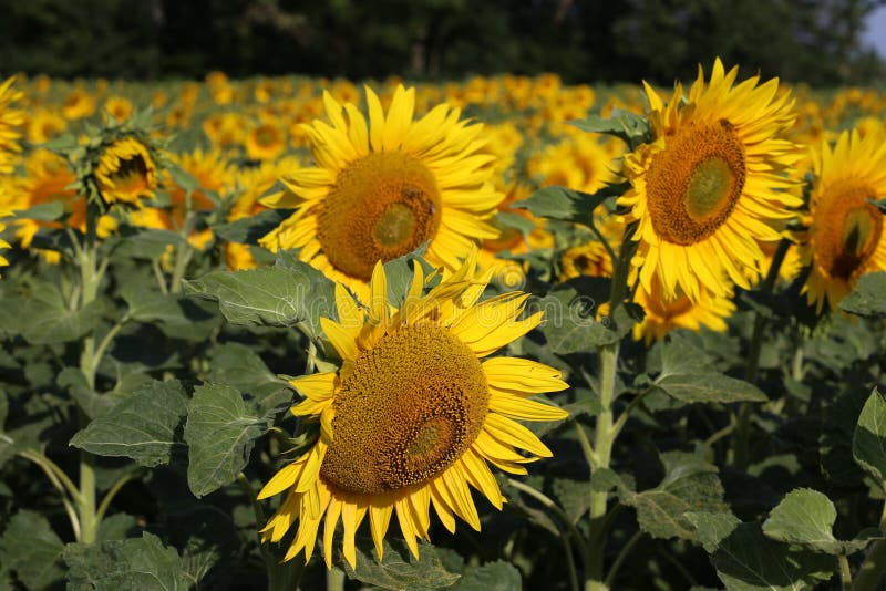 Beautiful Bright Colored Sunflowers and Green Plants Stock Photo