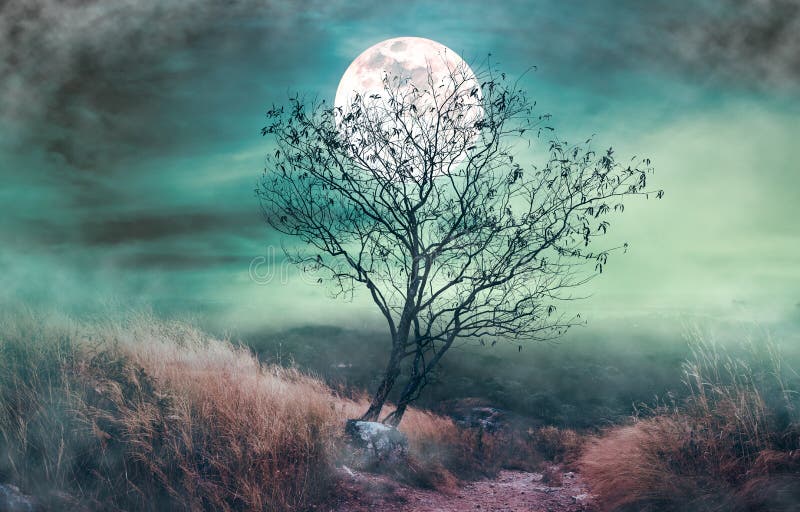 Beautiful Bright Full Moon Above Wilderness Area in Forest. Serenity Nature  Background Stock Photo - Image of haze, moon: 169402274