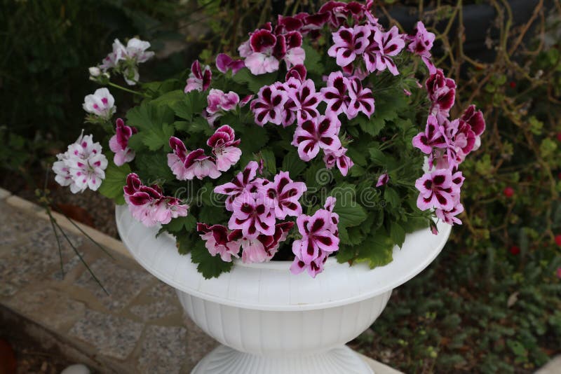 Beautiful Bright Garden Geranium Flowers in Pot Stock Image Image of