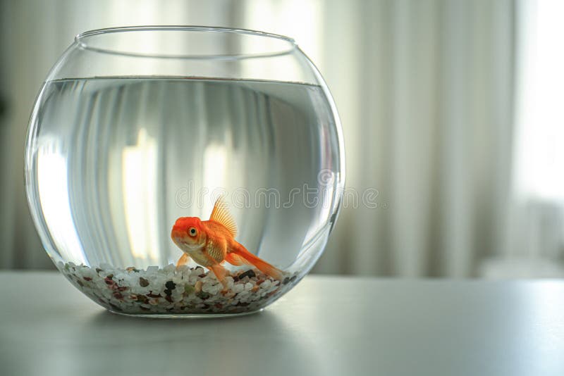 Beautiful Bright Goldfish in Aquarium on Table at Home Stock Photo Image of bowl, domestic