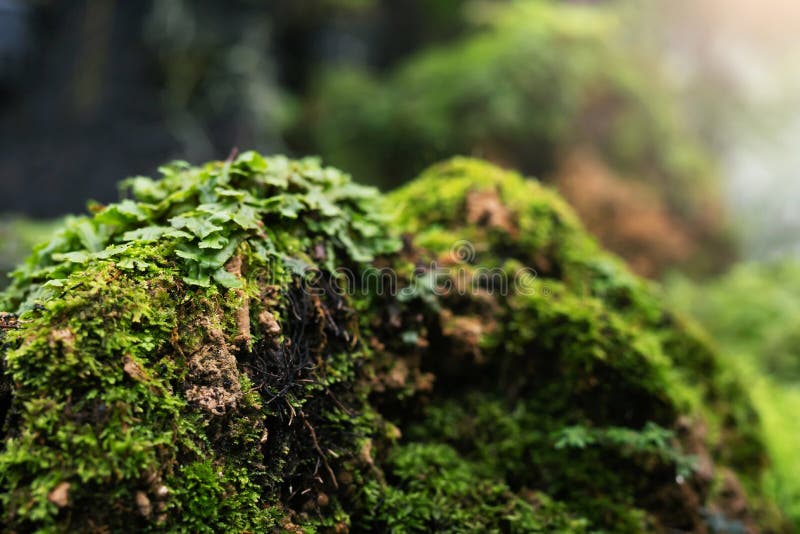 Beautiful Bright Green moss grown up cover the rough stones and on the floor in the forest. Show with macro view. Rocks full of th