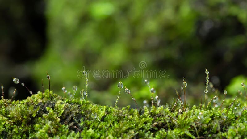 Beautiful Bright Green moss grown up cover tree root