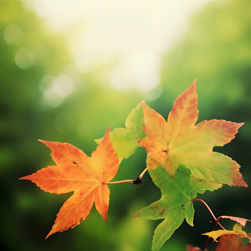 Beautiful bright orang and green tree leaves close up in Fall season in the park against blurred background. Start of vector illustration