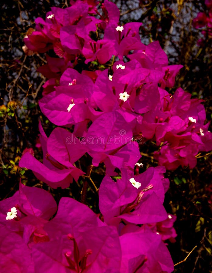 Beautiful Bright Pink Flowers Climbing Stock Photo Image of blazing
