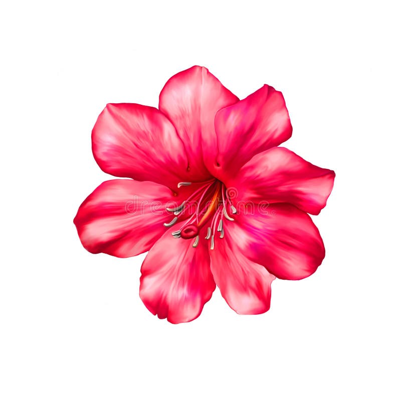 Beautiful bright pink red Flower. Isolated on