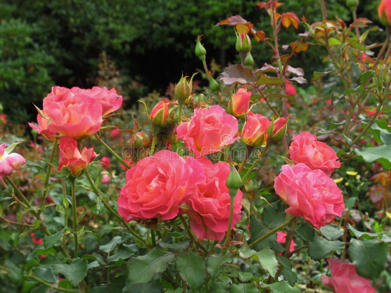 Beautiful Bright Pink Rose Flowers At Vancouver Q.E. Park Garden In Summer 2019