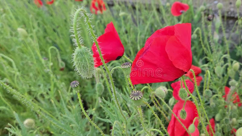 Beautiful bright red poppies