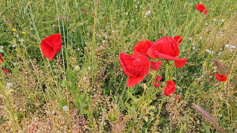 Beautiful bright red poppies and other herbs