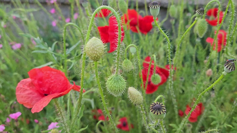 Beautiful bright red poppies and other herbs