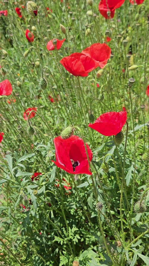 Beautiful bright red poppies