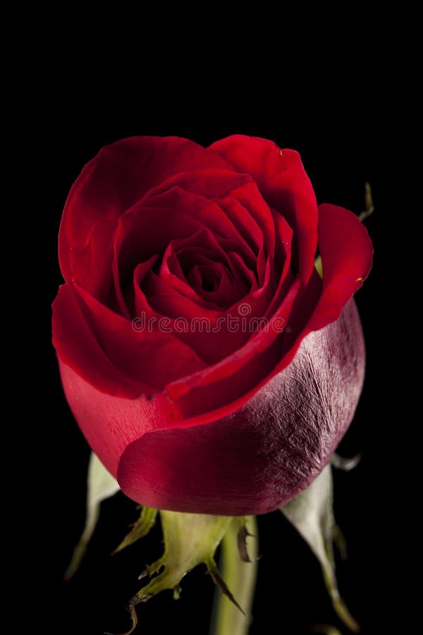 Beautiful Bright Red Rose stock image. Image of fragrant 28816843