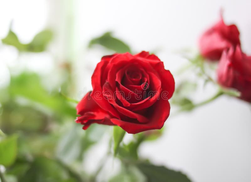 Beautiful Bright Red Rose Flowers Stock Photo Image of flower, floral 273173422