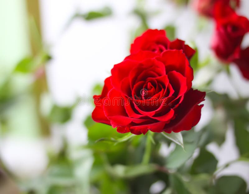 Beautiful Bright Red Rose Flowers Stock Photo Image of romantic