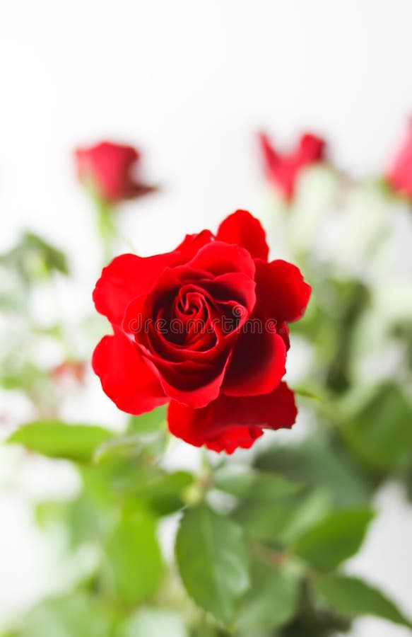Beautiful Bright Red Rose Flowers Stock Image Image of rose, gift