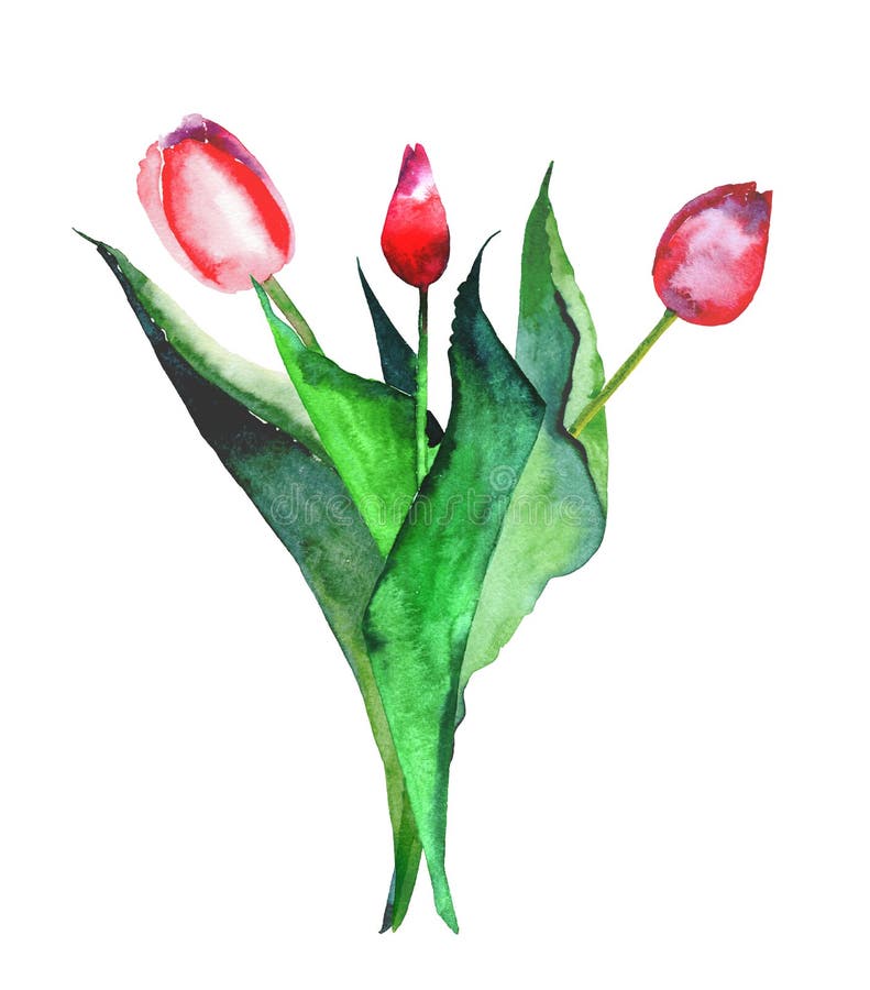 Beautiful Bright Refined Bouquet of Three Red Tulips Watercolor Hand ...