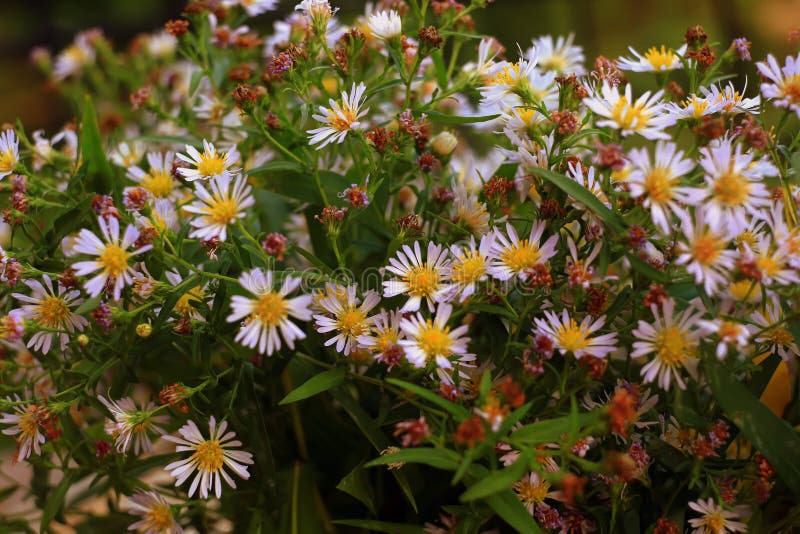 Wildflowers Blooming Along The Devils Garden Trail In Arches National