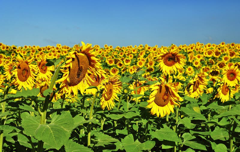 Beautiful bright yellow sunflower