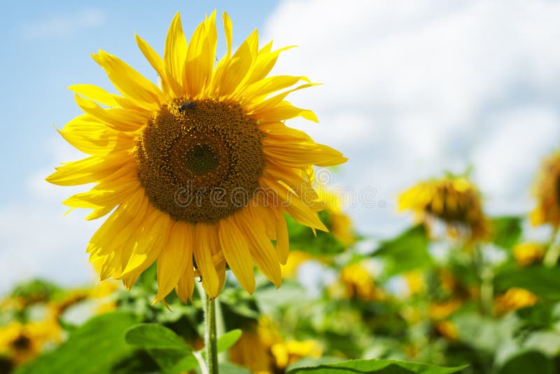 Beautiful bright yellow sunflower