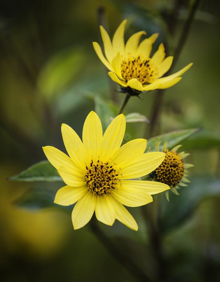 Beautiful bright yellow wildflower macro close up