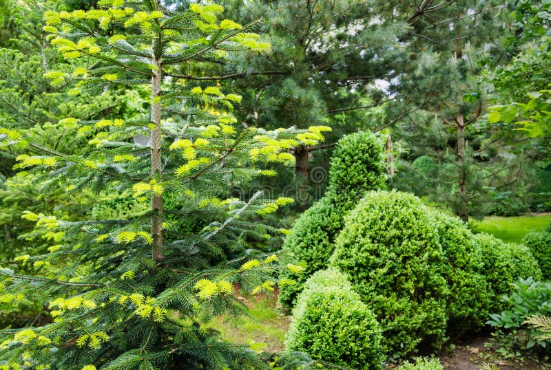 203 Abies Nordmanniana Stock Photos - Free & Royalty-Free 203 Abies Nordmanniana Stock Photos - Free & Royalty-Free