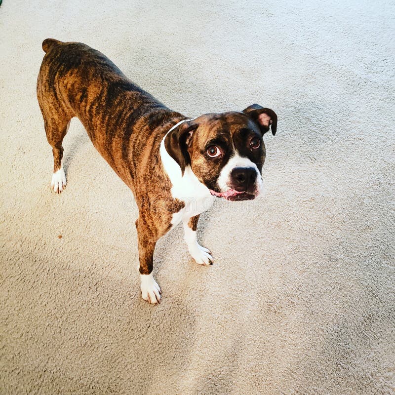 Brindle Boxer Lab Mix Dog Runs Into The Water Stock Image Image of