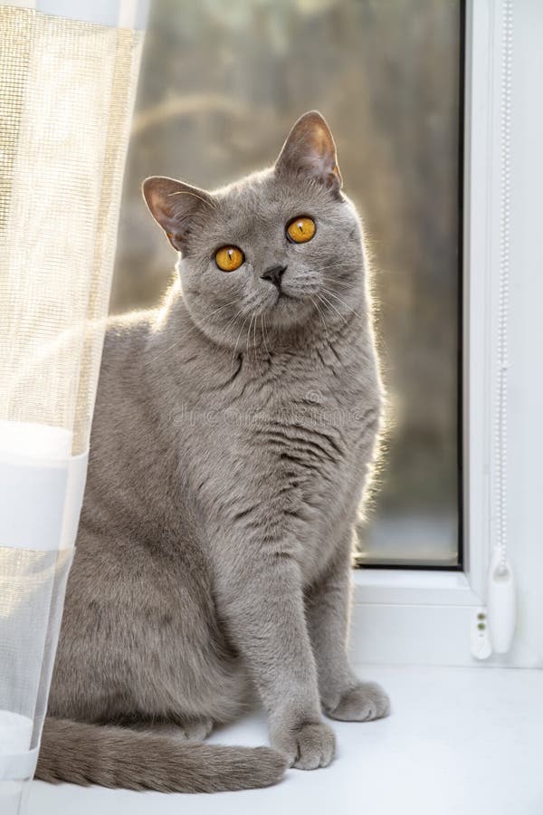 Grey cat on sale orange eyes