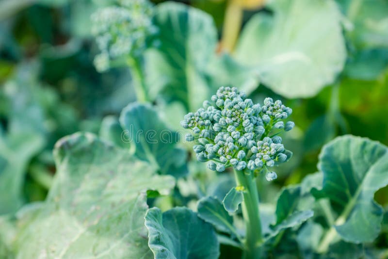Beautiful Broccoli Cabbage in the Garden Stock Photo Image of cabbage