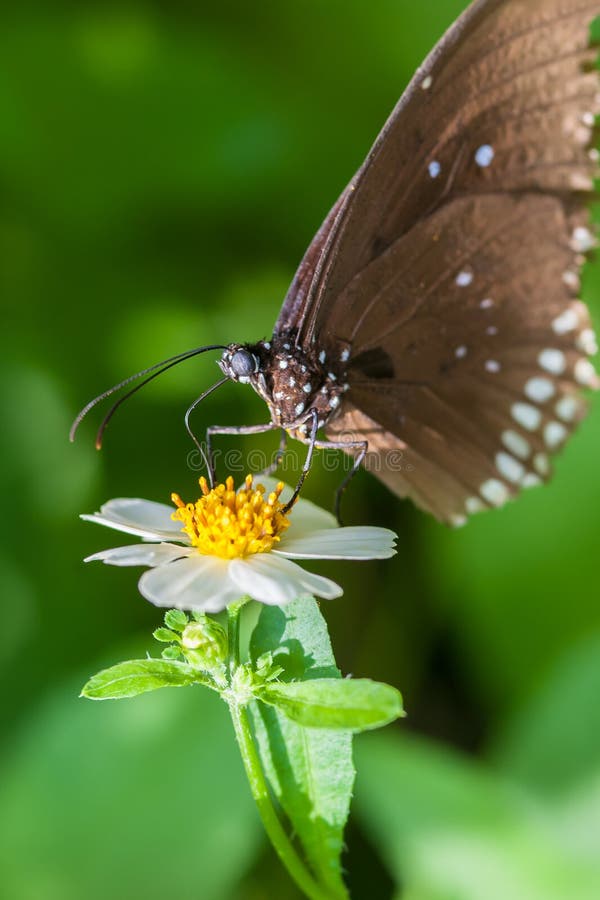 Beautiful brown butterfly sucks nectar from the flower stock photos Beautiful brown butterfly sucks nectar from the flower stock photos