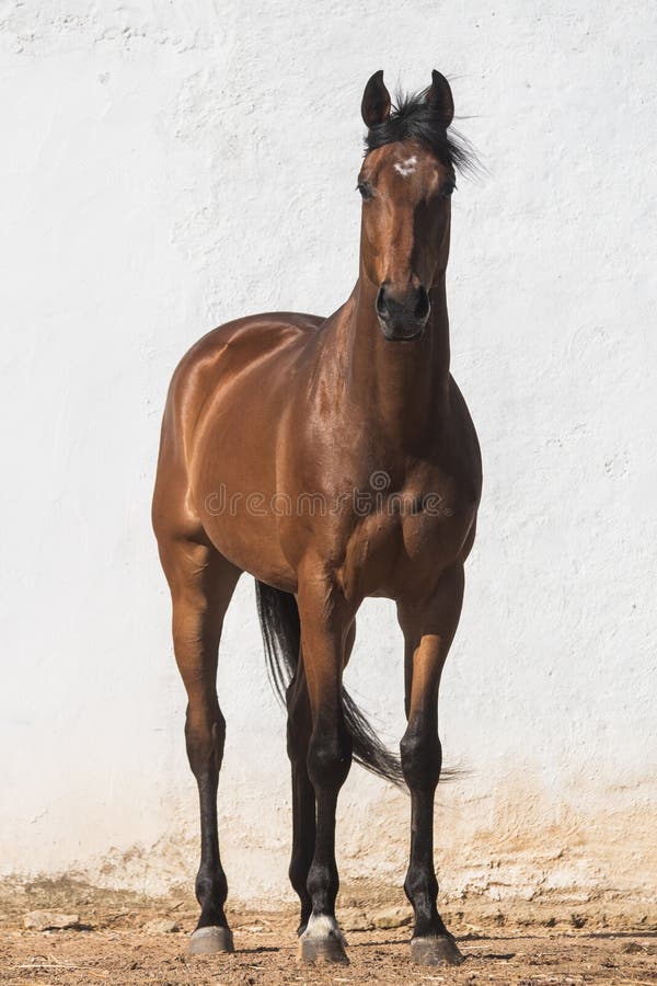 Horse Full Gallop Front Stock Photos - Free & Royalty-Free Stock Photos  from Dreamstime