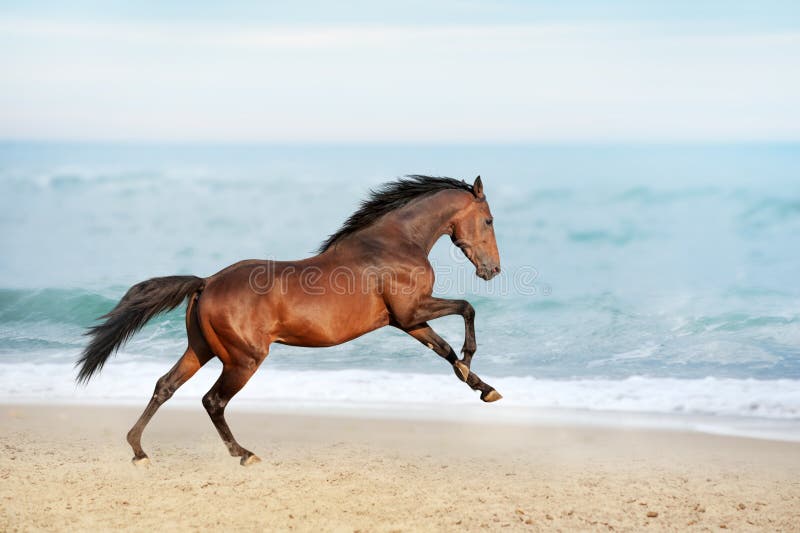 Beautiful brown horse galloping along the shore of the sea on a summer day