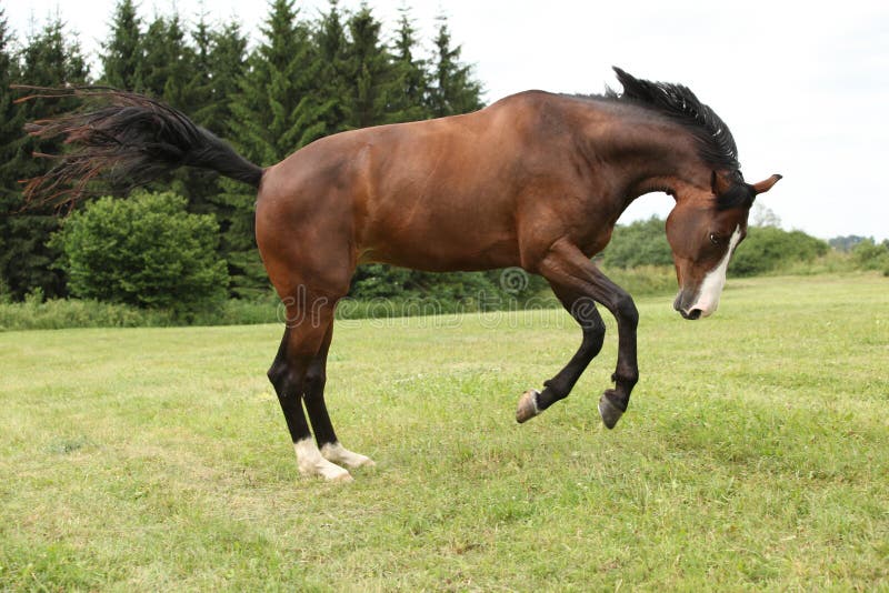 Beautiful brown horse jumping in freedom