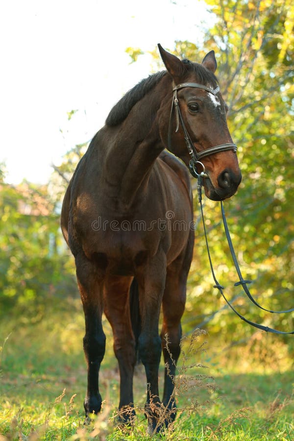 Beautiful Brown Horse in Leather Bridle Stock Image Image of mammal
