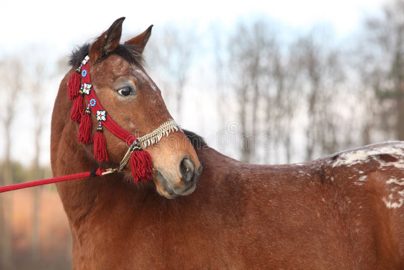 Beautiful brown horse with red halter