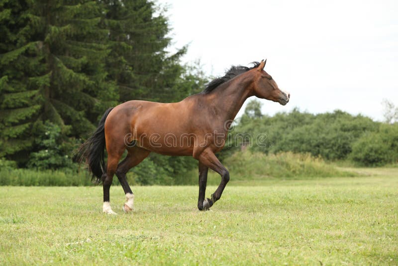 Beautiful brown horse running in freedom