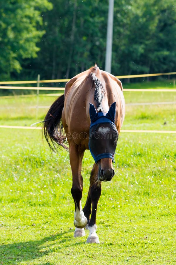 Beautiful Brown Horse Running in Pasture Stock Photo Image of meadow
