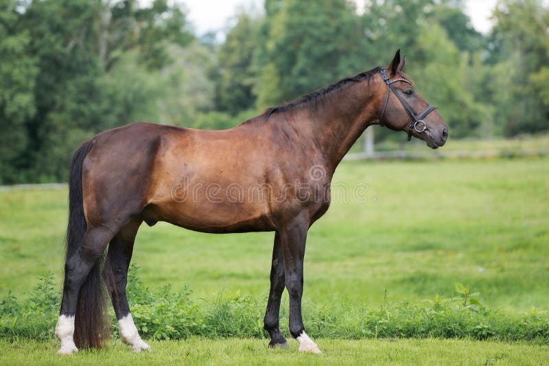 Beautiful brown horse standing outdoors