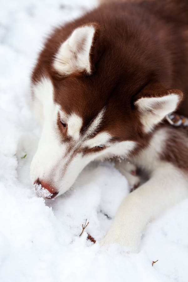 Beautiful Brown Husky Dog Eating the Snow Stock Photo Image of cold, mammal 84501966